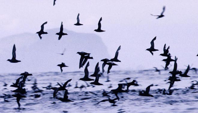Short-tailed Shearwater P. tenuirostris - suffering from plastic poisoning ©  SW